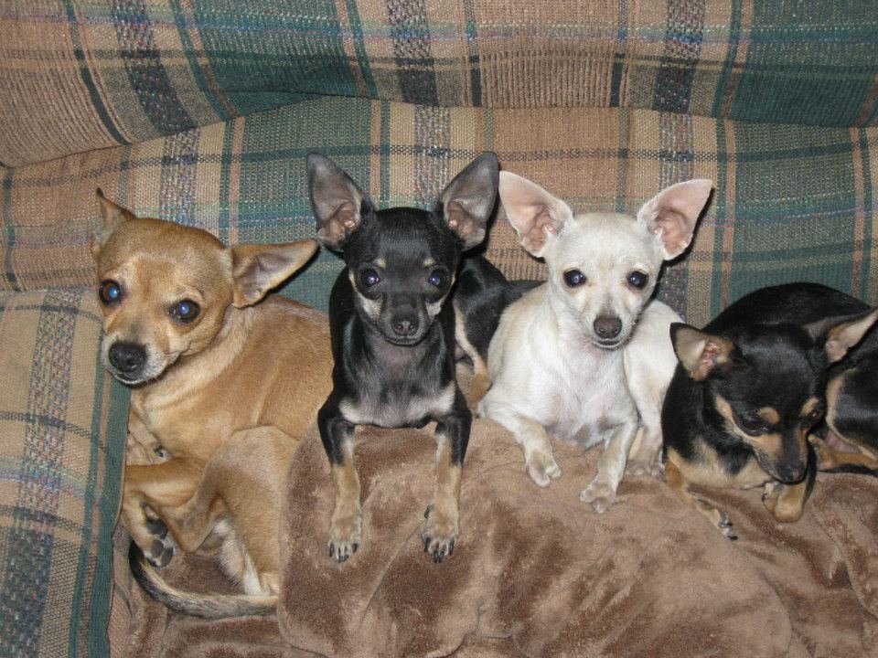 John Lint's album, PUP'S