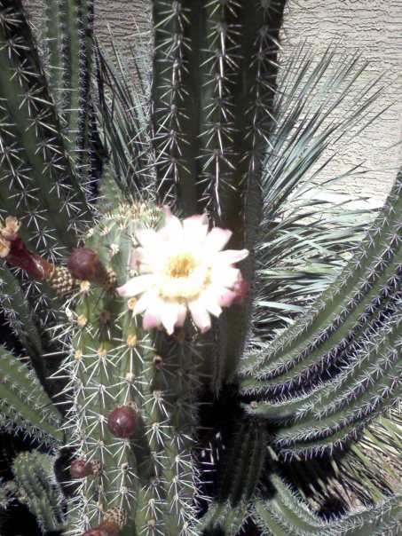 Greg Morris' album, Desert Fauna