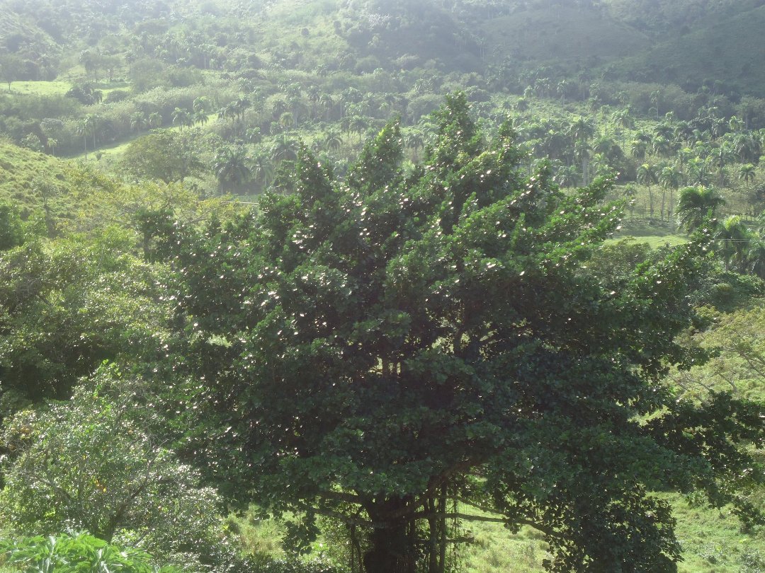 Debbie Lindquist's album, Monkey Jungle