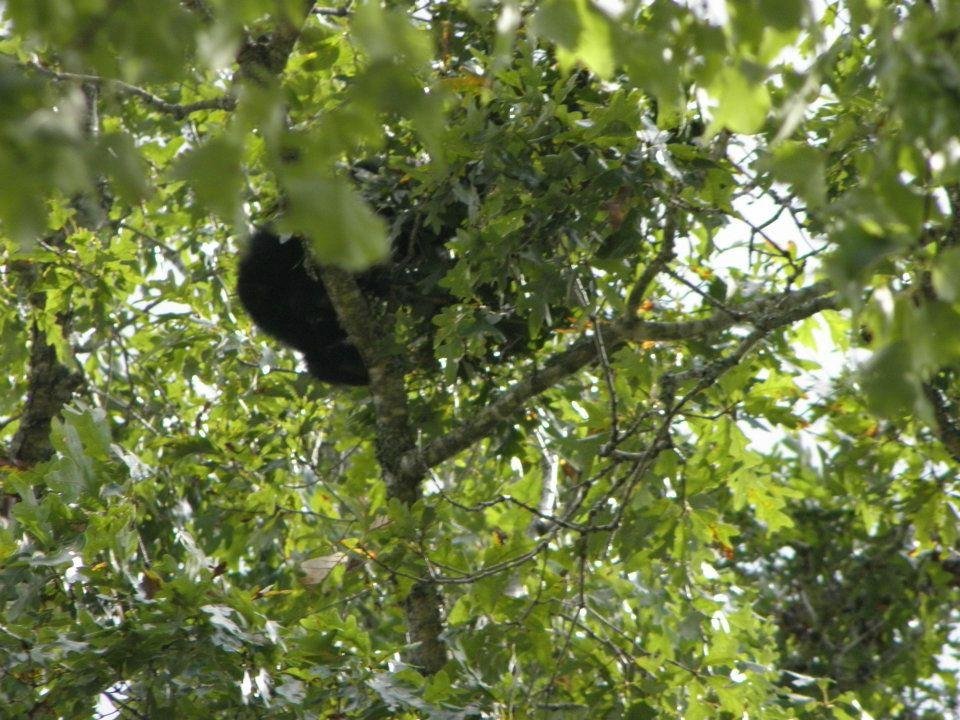 Tami Motes' album, Bears in a tree