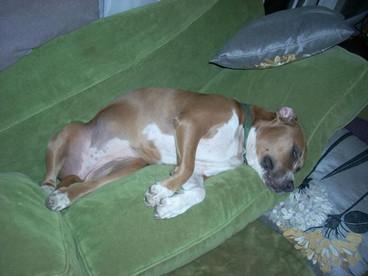 Jason Bauer's album, Holly puppy
