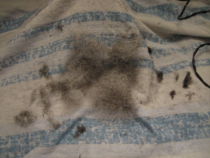 Scott Kidwell's album, Shaving/ Trimming