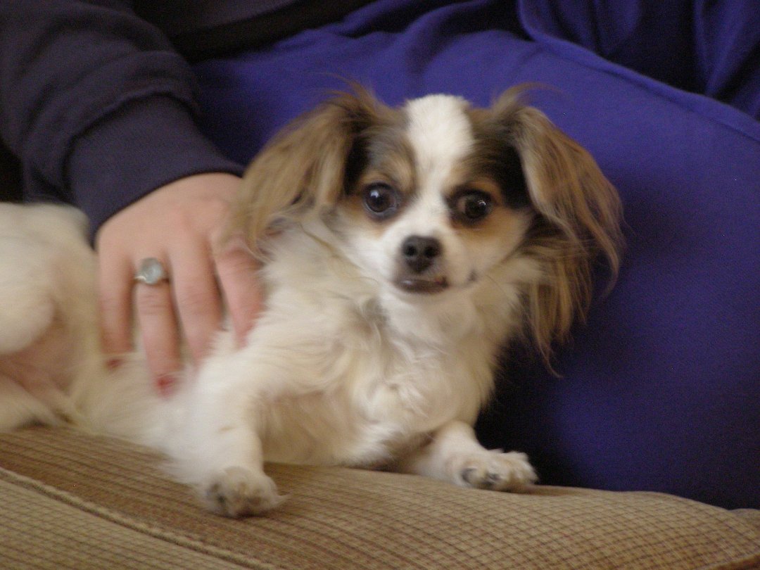 Terry Hornburg's album, Christmas 2010