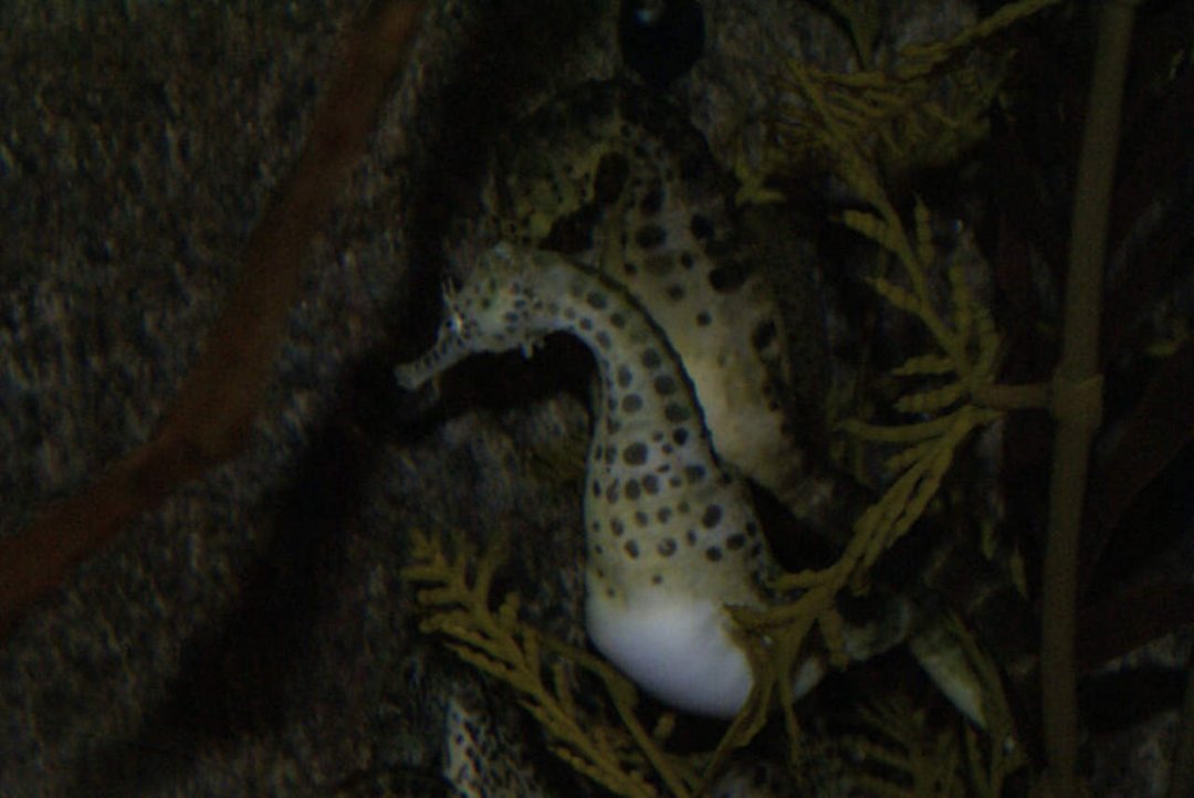 Mike Morris' album, Monterey Bay Aquarium