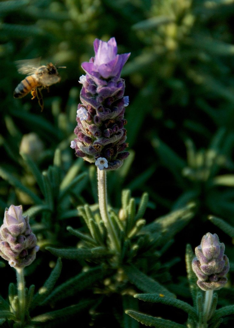 Mike Hamby's album, Bee Cause