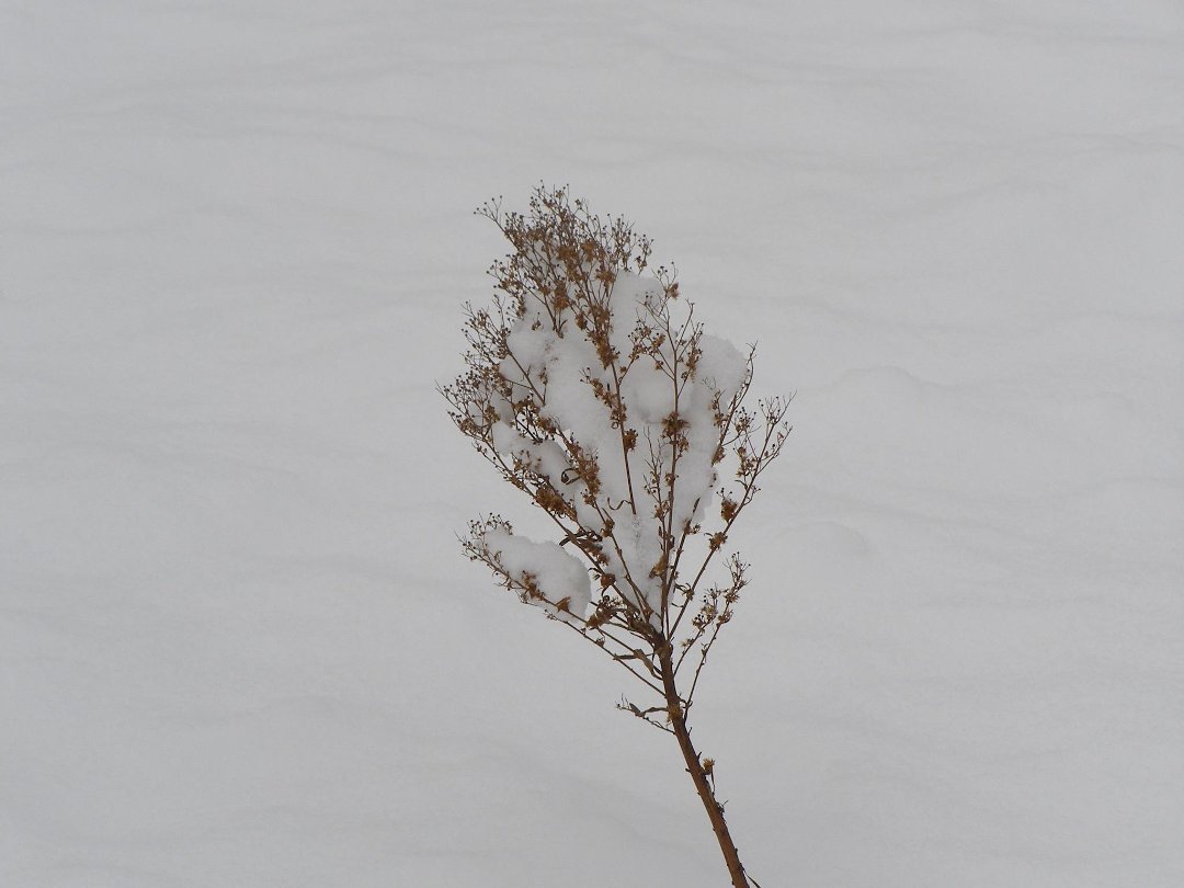 Terry Hornburg's album, winter