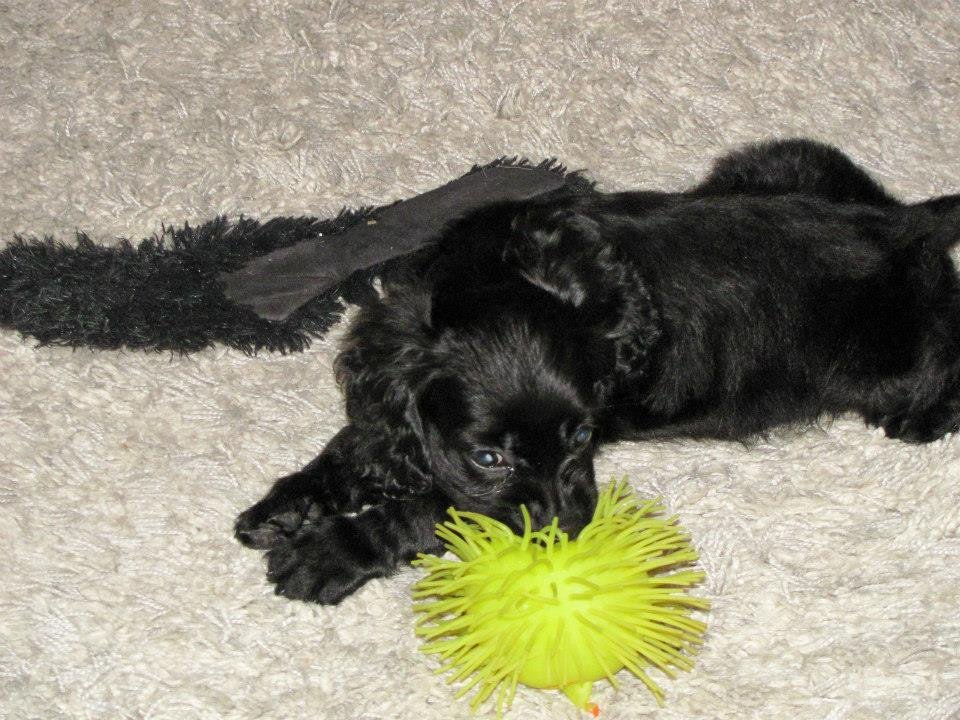Dwight Bowen's album, Our new addition: Maggie