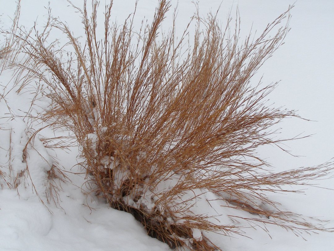 Terry Hornburg's album, winter