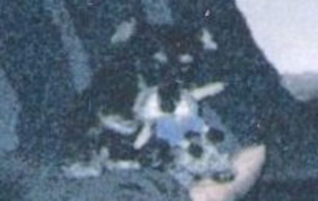 Michael Schuster's album, Profile Pictures