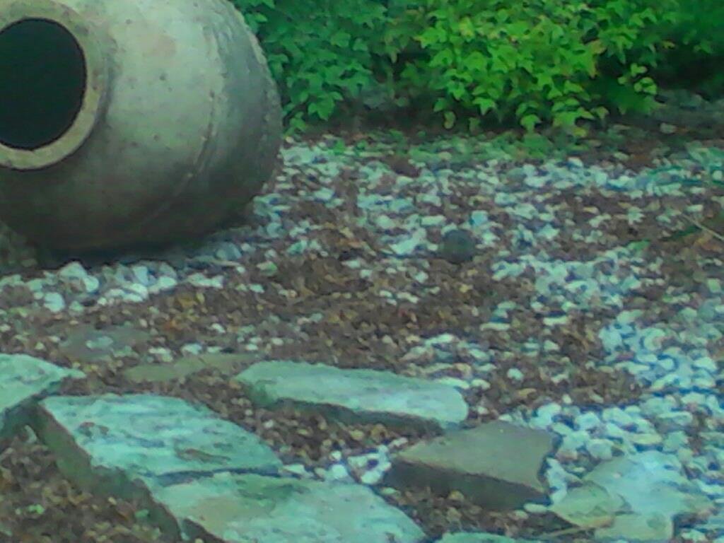Carol Britt's album, Mobile Uploads