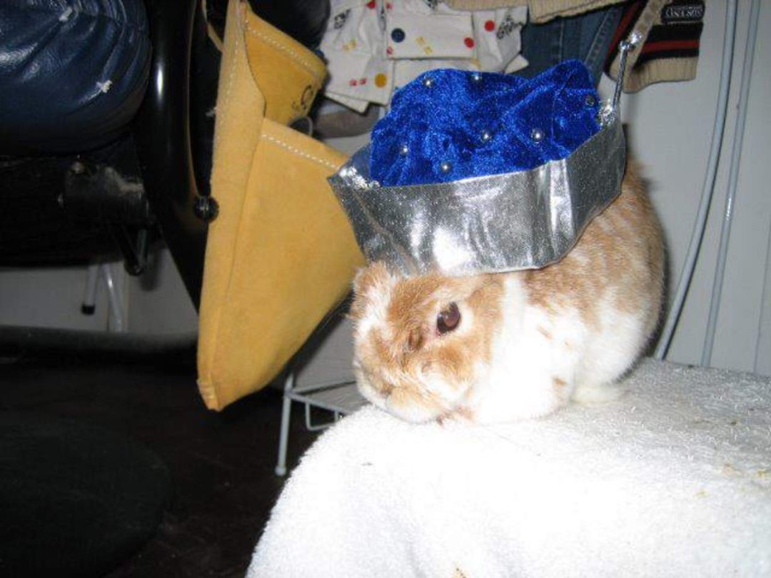 Terry McShane Hackett's album, Peaches Plays Hat
