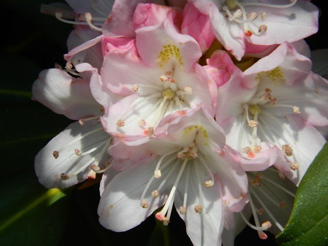 Timothy Philbee's album, vacation flora