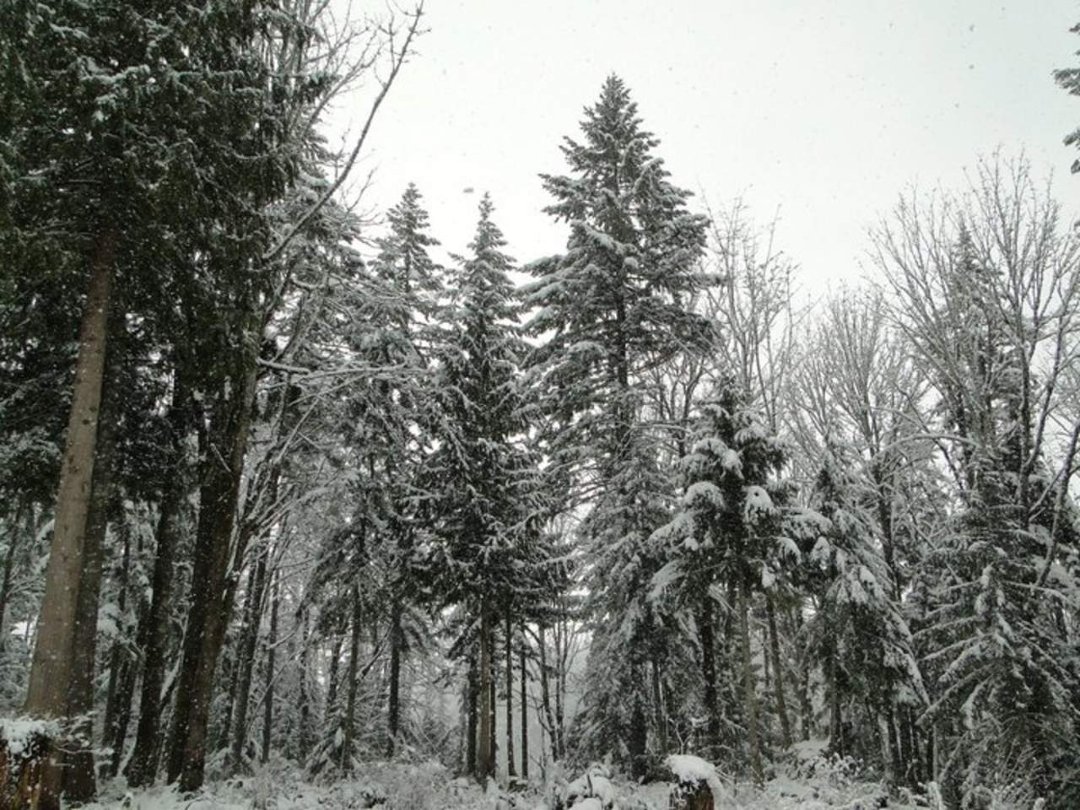 Coralee Green's album, Snow 2/2011