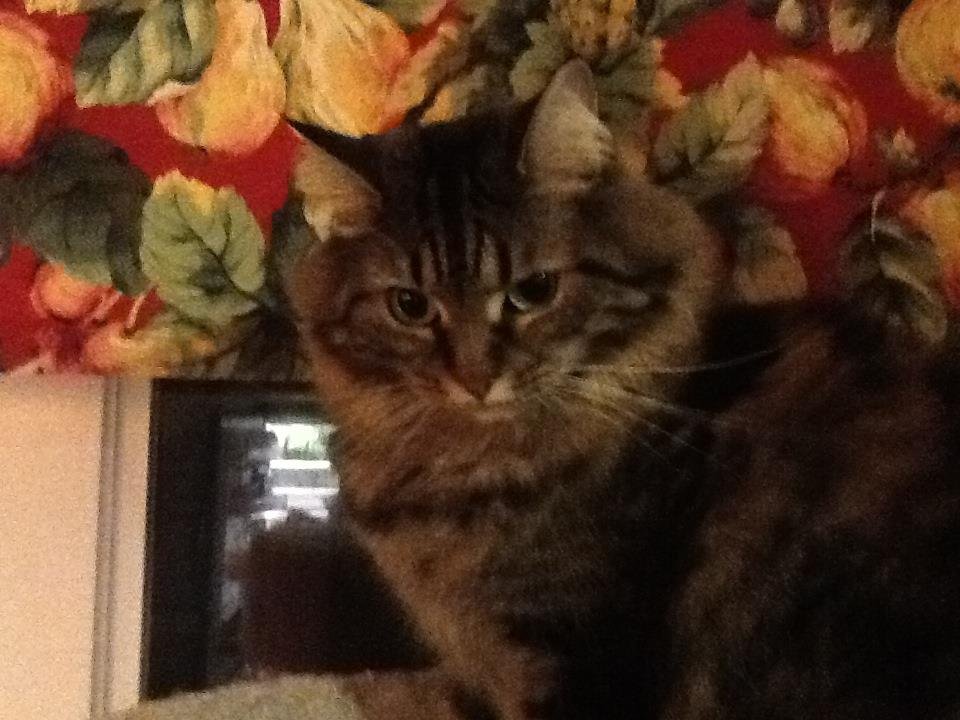 Patty Lowe's album, Mobile Uploads
