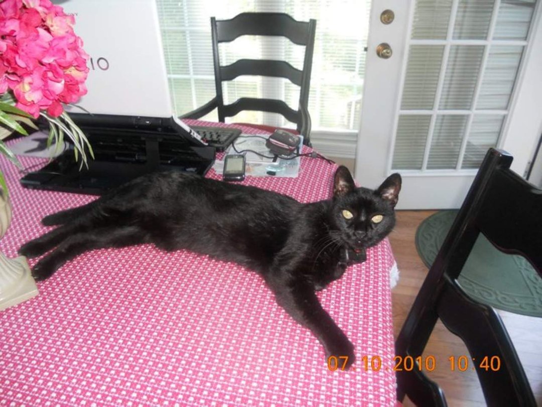 Sherry L. Singer Valenti's album, Boo