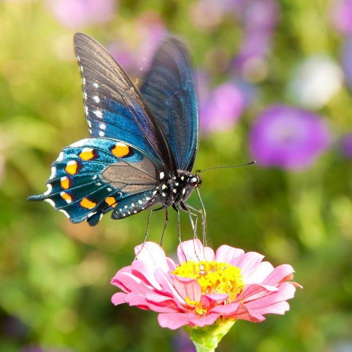 Carol Russo's album, Puzzled Hearts Photos