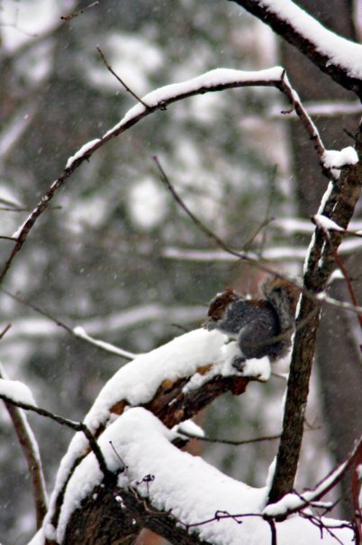 William Ralph's album, Snow in Dec. . .12/19/09
