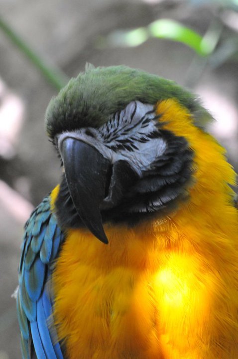 Danny Smith's album, Cincy Zoo