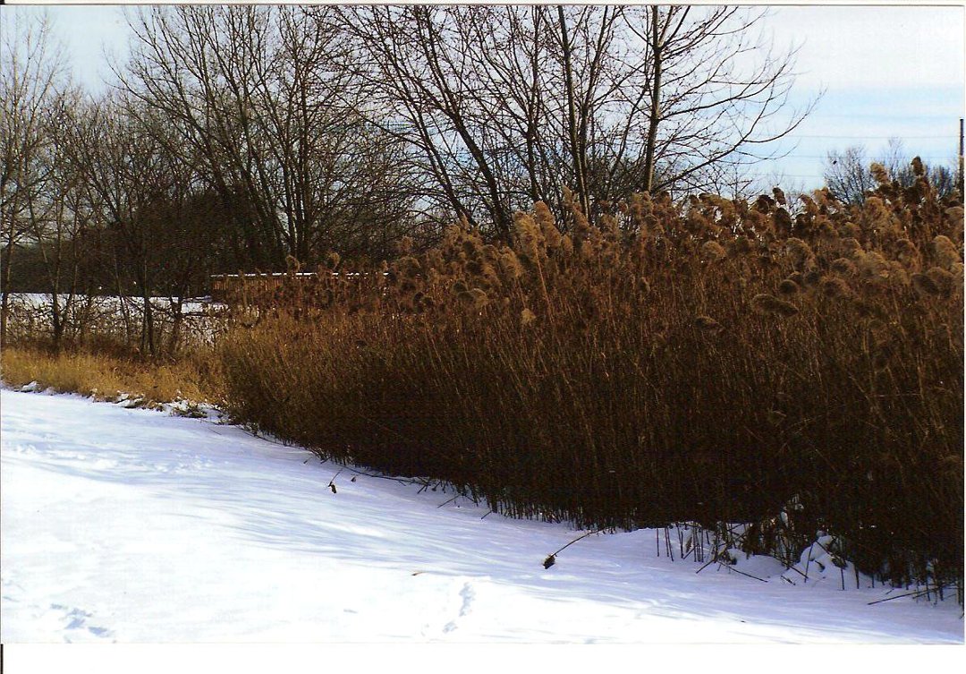 Terry Hornburg's album, The walking track