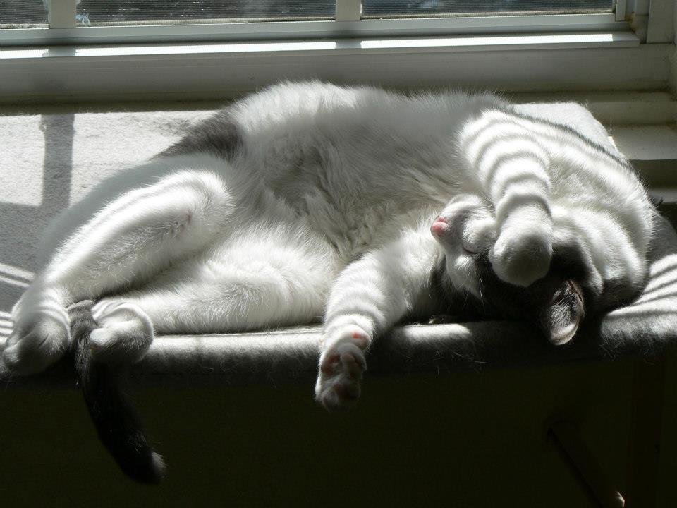 Peter Hibbard's album, Our Cats