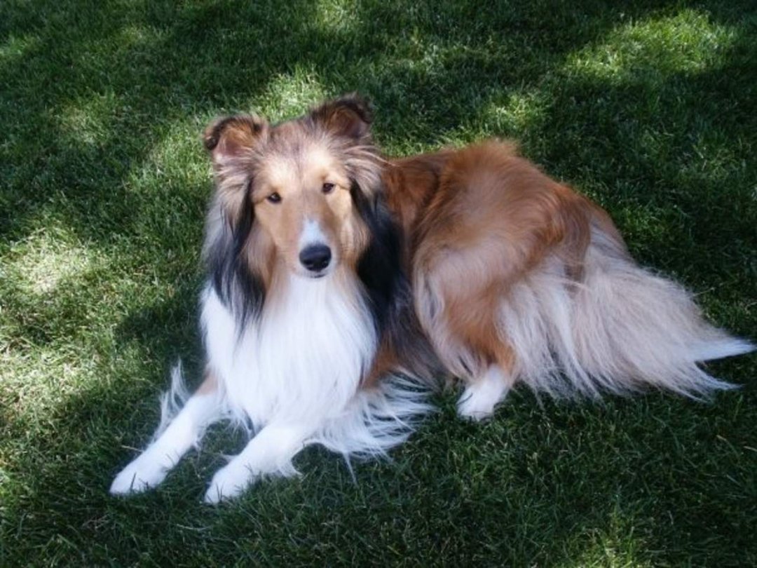 Cathy Sinclair's album, Introducing...... Brody!