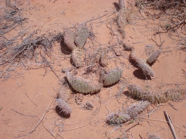 David Strong's album, MoabTrip