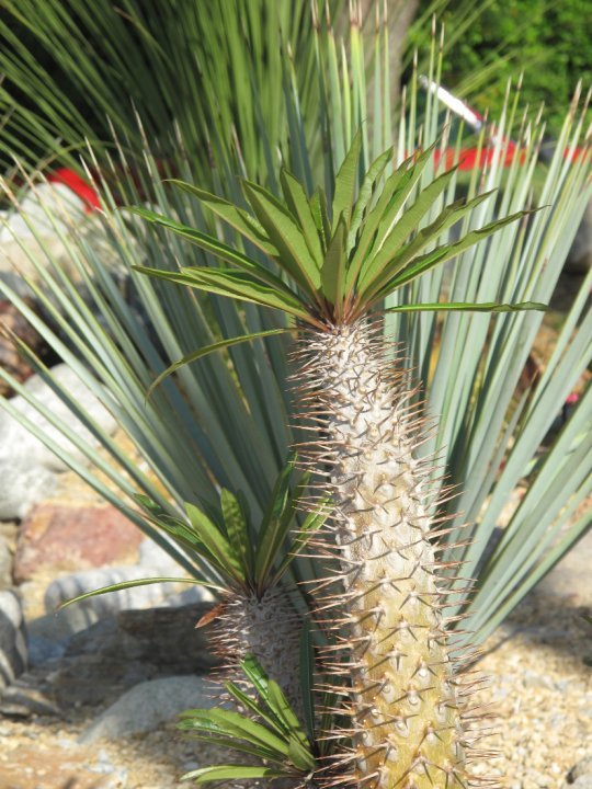 Marie Johnson's album, Palm Springs Trip