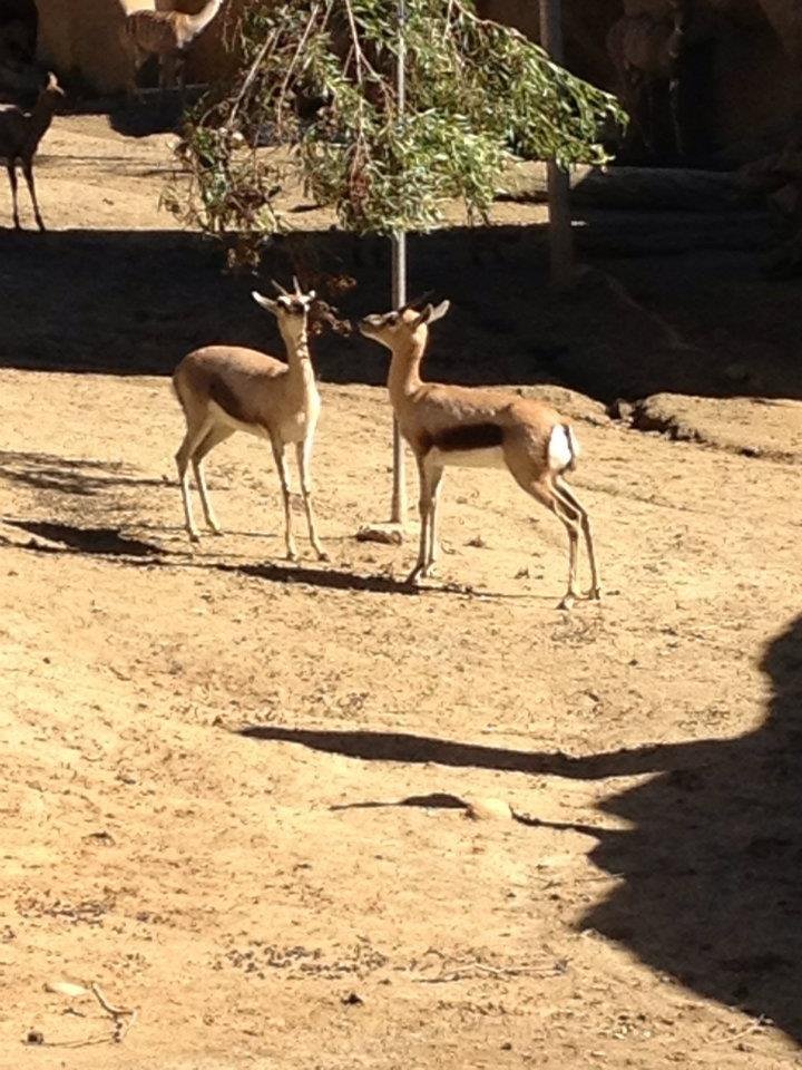 Roy Pickering's album, San Diego Zoo