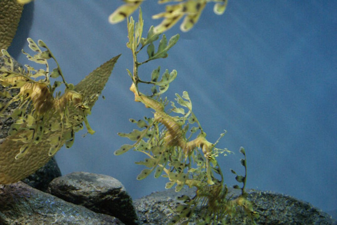 Mike Morris' album, Monterey Bay Aquarium