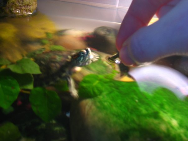 Todd Allison's album, Baby Turtles and Aquariums