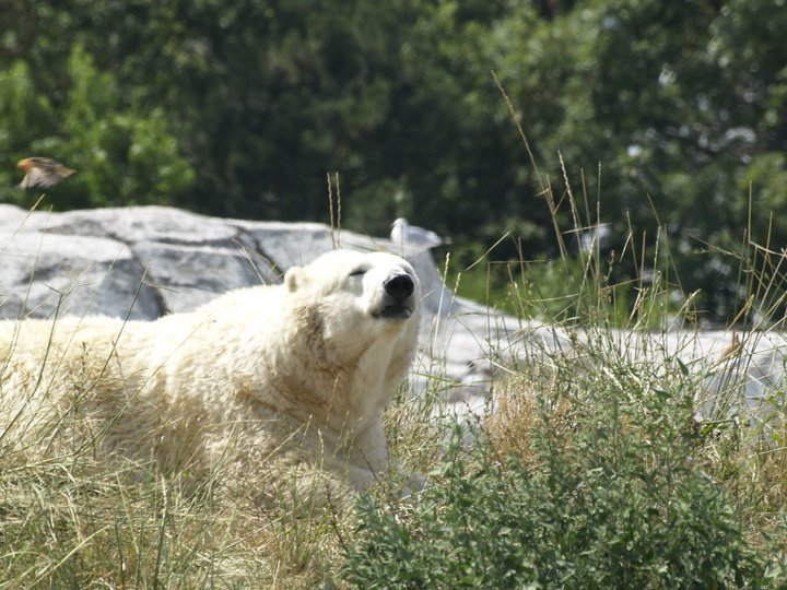 Anthony Carmichael's album, Detroit Zoo