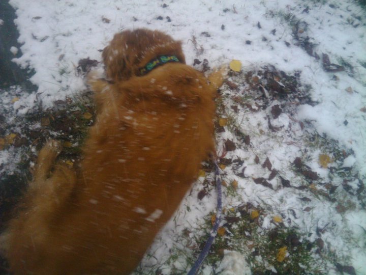 Jerri Andreasen's album, Snow day with Sammy