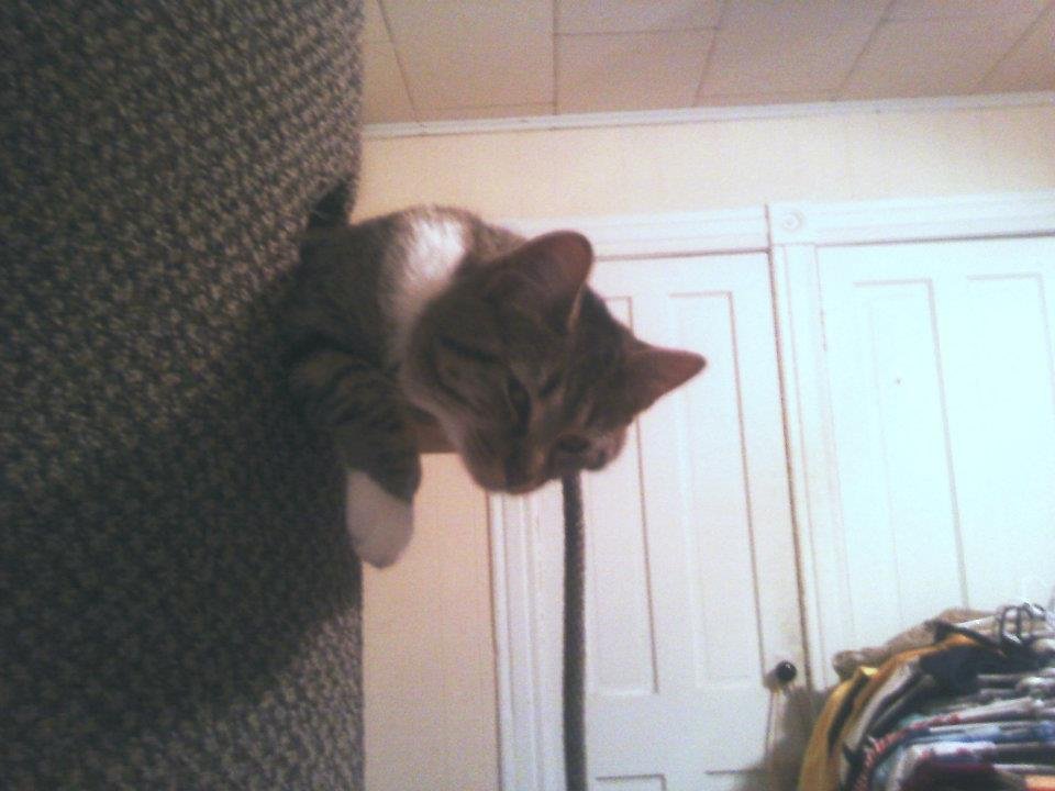 Wayne Jochims' album, My Cat