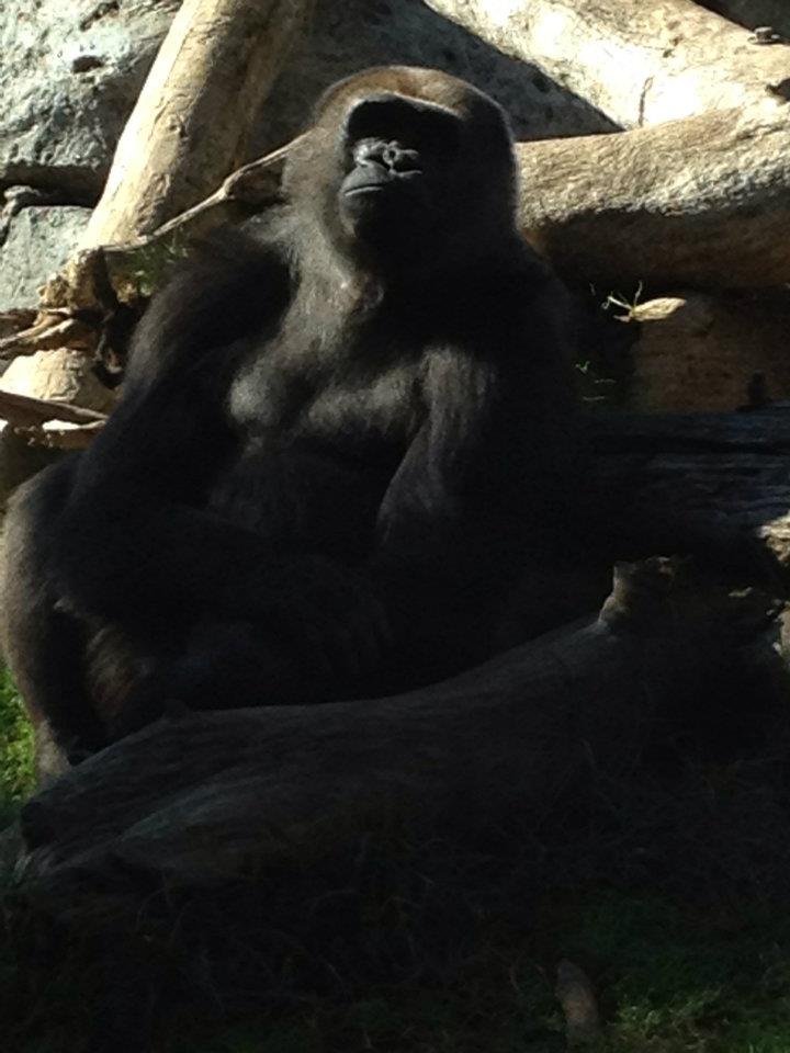 Roy Pickering's album, San Diego Zoo