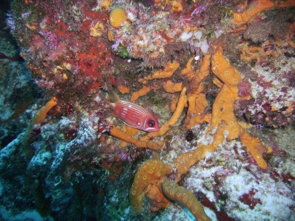 Tim Barker's album, Cozumel 4