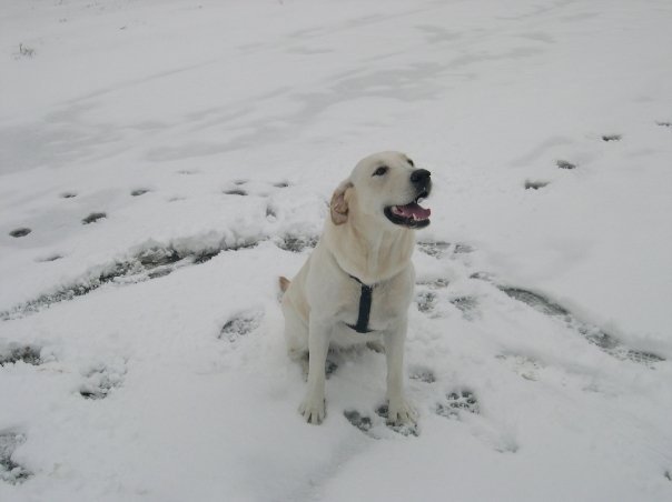Sharon Burkert's album, Buddy