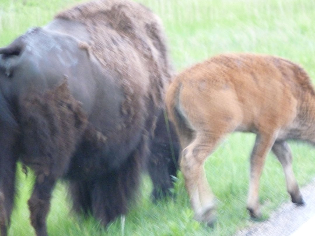 Michelle Haney's album, South Dakota June of 2011