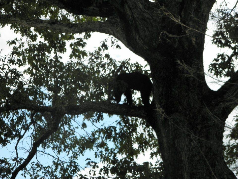 Tami Motes' album, Bears in a tree