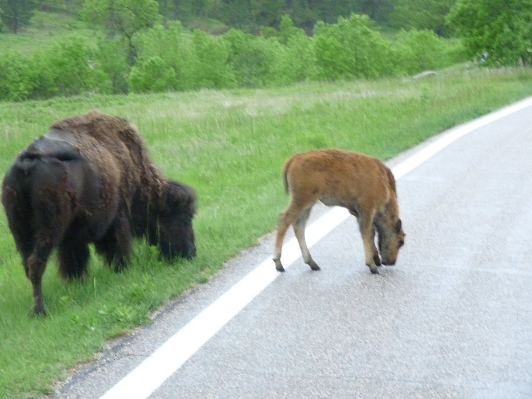 Michelle Haney's album, South Dakota June of 2011