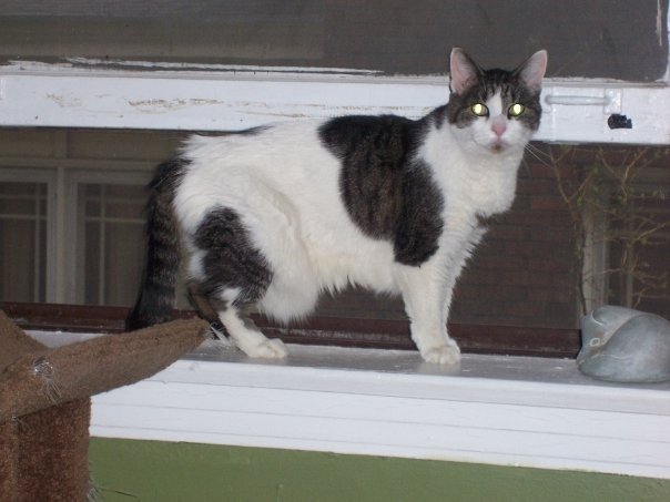 Gary Drury's album, Pets