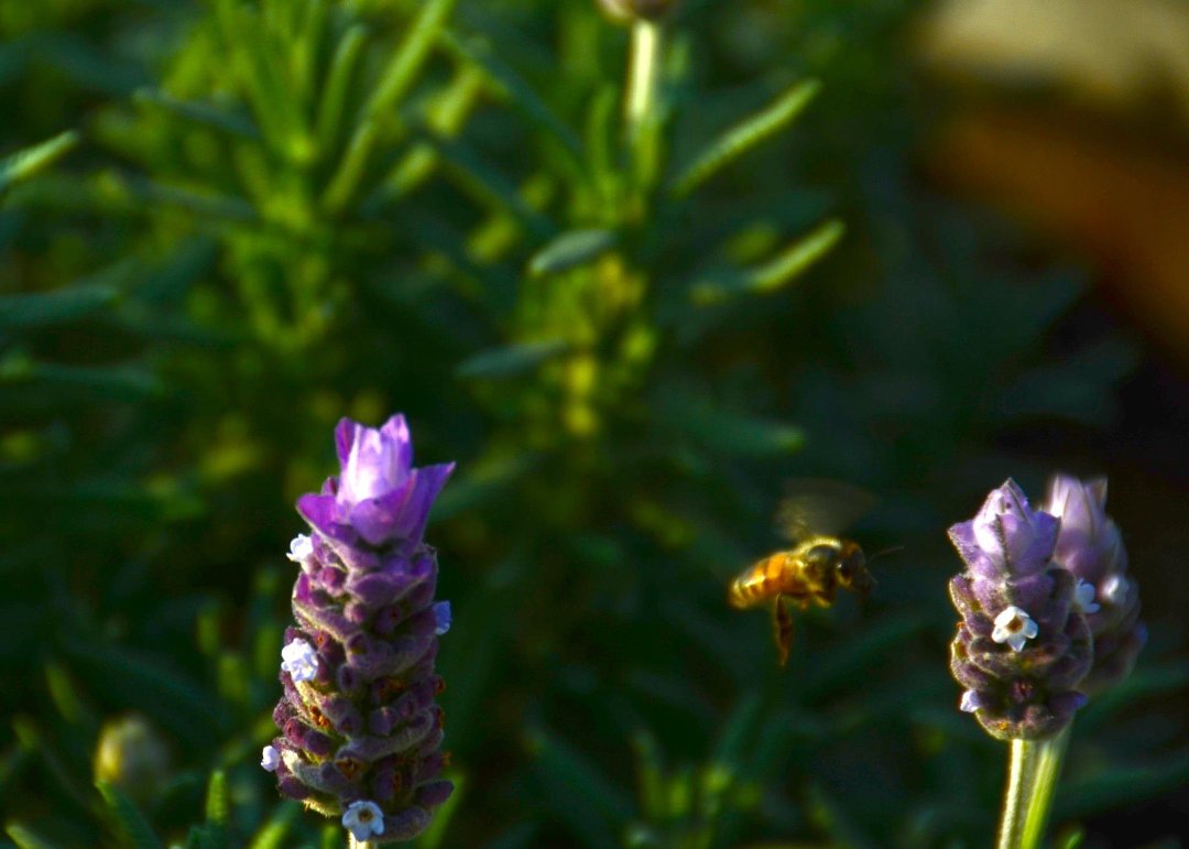 Mike Hamby's album, Bee Cause