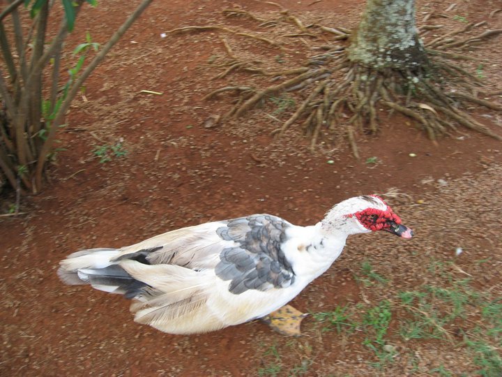 Kenneth Hikida's album, Birds
