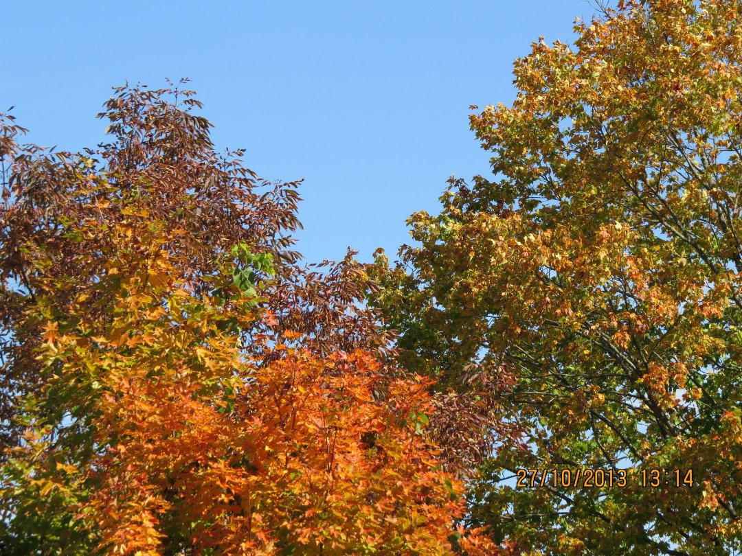 Mike Ivey's album, September 2013