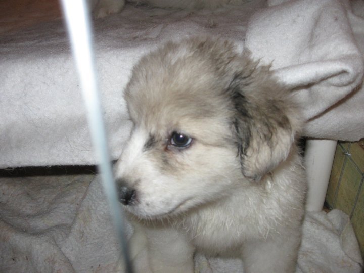 Sharon Drube's album, Zira and the Shakespeare pups