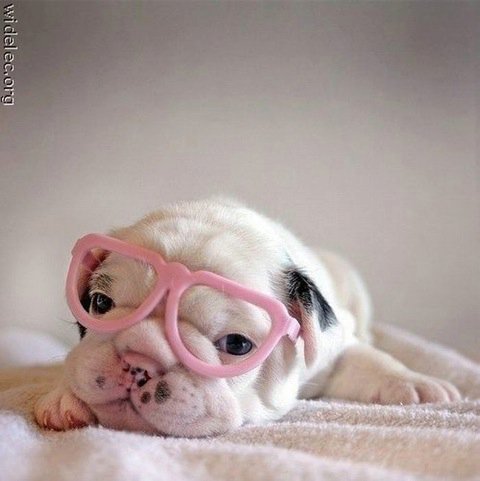 Michael Clarke's album, cutest puppies ever