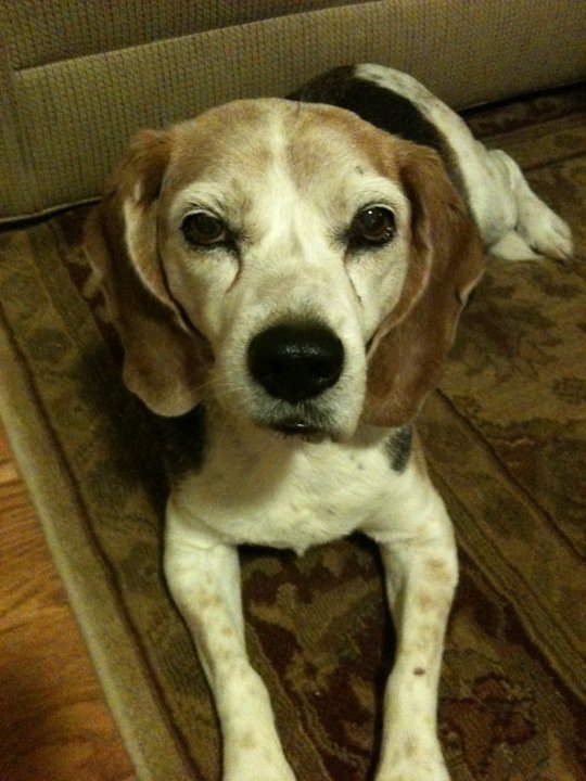 Don Conrad's album, Pets