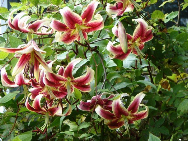 Joanne Smith's album, Flowers by Pam