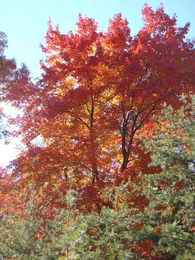 Glenna Hardy's album, Cover Photos