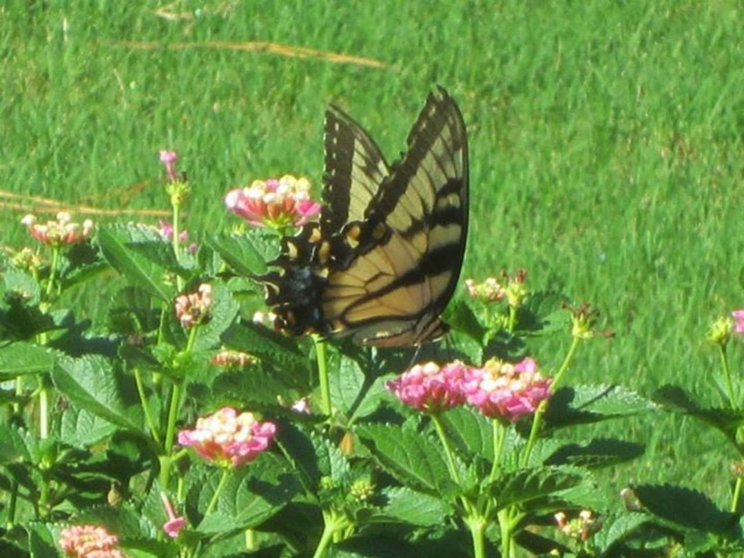 Jeff Anderson's album, Butterflies