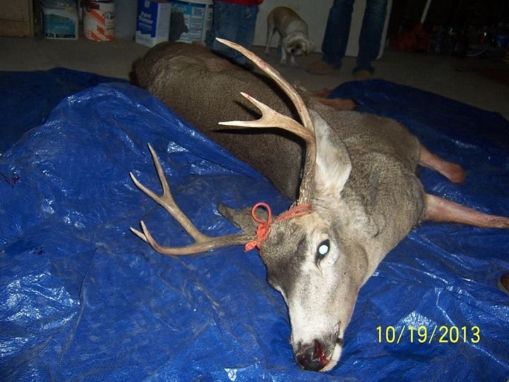 Heather Bell's album, Deer Hunt 2013